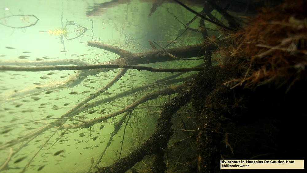 Een afbeelding van rivierhout in Maasplas met een grote groep kleine zwemmende visjes. 